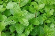 薄荷的图片大全_薄荷长什么样