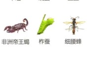 虫子图片大全大图_高清昆虫图鉴怎么找