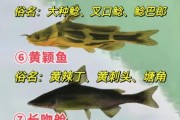 鲶鱼图片大全_鲶鱼品种怎么区分