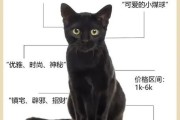 梦到黑猫是什么意思_黑猫梦境解析