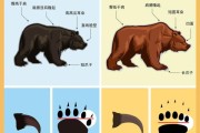 各种熊的图片大全大图_如何分辨不同熊种