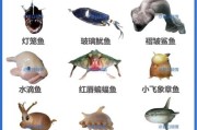 常见海洋生物图片大全_如何识别