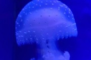 水母图片大全_水母高清壁纸怎么找