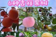 果树图片大全_如何识别常见果树品种