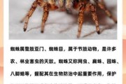 蜘蛛种类图片大全_常见蜘蛛如何识别