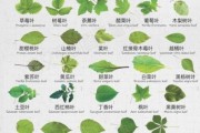 树叶种类有哪些_树叶图片大全怎么找
