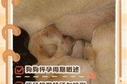 狗狗多久生宝宝_母犬怀孕周期多久