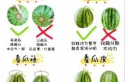瓜的图片大全_如何快速识别常见瓜类