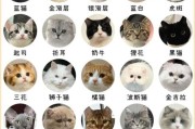 猫咪品种图片大全_如何快速识别常见猫