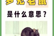 做梦梦到老鼠是什么意思_梦到老鼠是吉兆还是凶兆