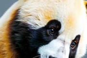 熊猫的图片大全_如何挑选高清熊猫壁纸