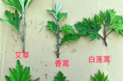 艾叶图片大全_如何辨别真假艾叶