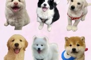 狗狗图片大全_可爱狗狗品种有哪些