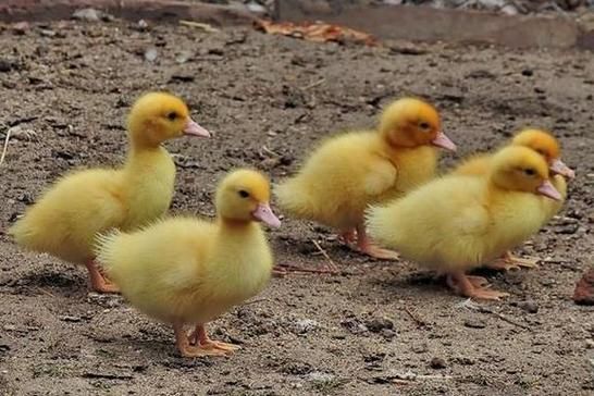 梦到一群鸭子是什么意思_梦到鸭子成群什么预兆