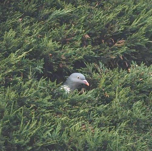 梦到一群鸭子是什么意思_梦到鸭子成群什么预兆