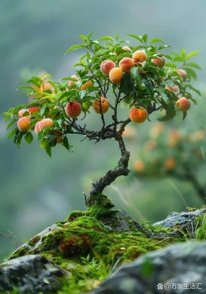 仙桃图片大全哪里找_仙桃高清壁纸怎么下载