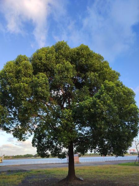 大树图片大全_如何识别常见树种