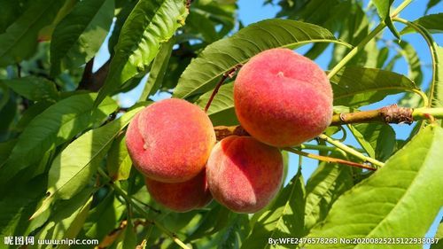 仙桃图片大全哪里找_仙桃高清壁纸怎么下载