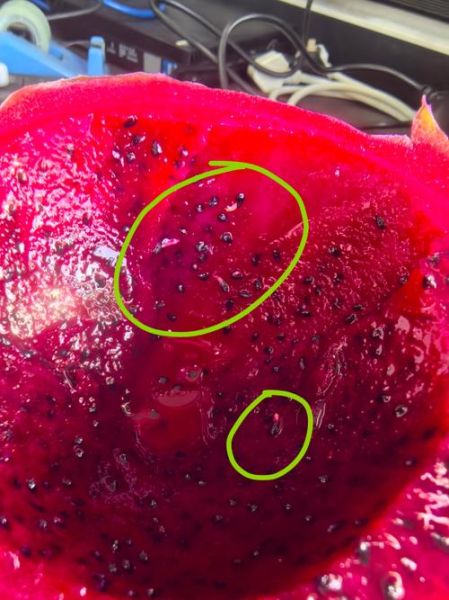 火龙果的籽宝宝能吃吗_宝宝吃火龙果籽安全吗