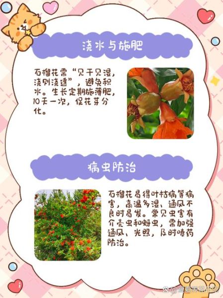 石榴花图片大全_石榴花怎么养护