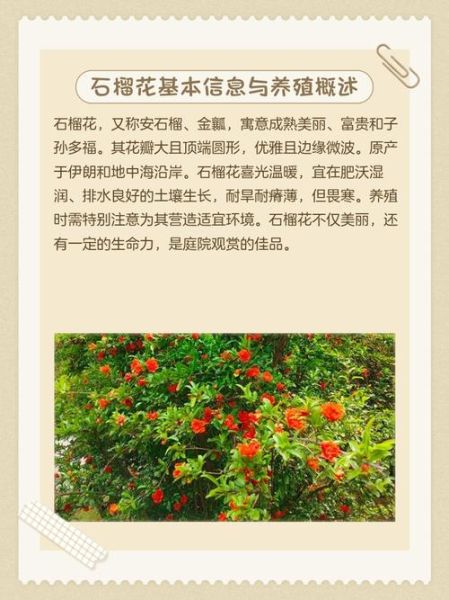 石榴花图片大全_石榴花怎么养护