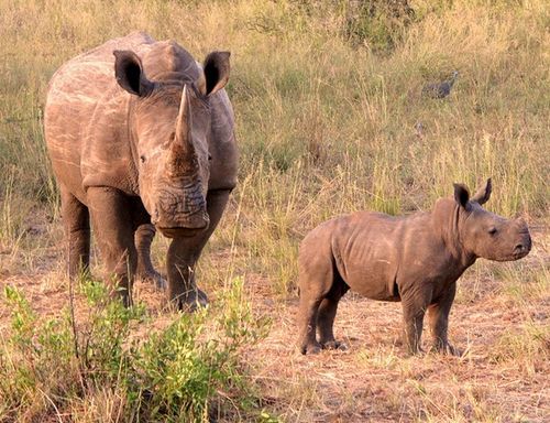 梦到犀牛是什么意思_犀牛在梦里代表什么