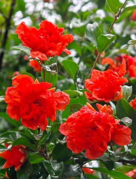 石榴花图片大全_石榴花怎么养护