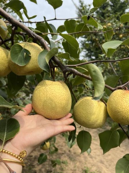 梨图片大全_如何挑选高清梨图