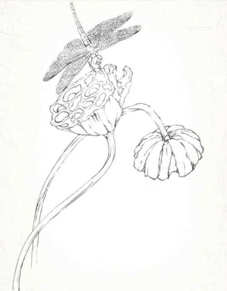 国画蜻蜓图片大全大图_如何临摹工笔画蜻蜓
