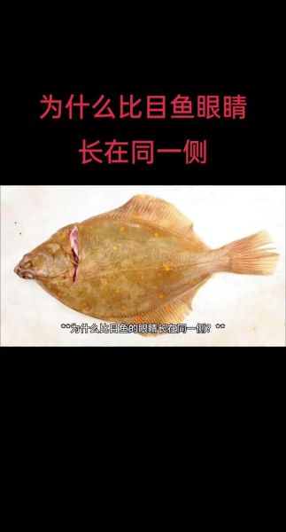 比目鱼图片大全_比目鱼为什么两只眼睛长在一侧