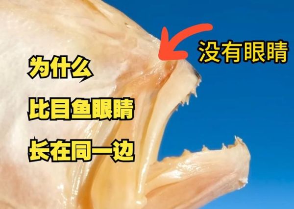 比目鱼图片大全_比目鱼为什么两只眼睛长在一侧