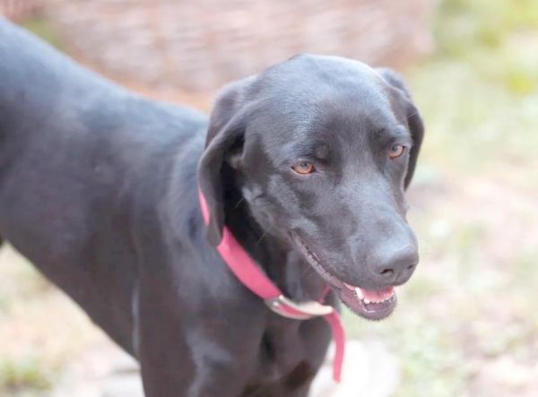 怀孕梦到黑狗_胎梦黑狗预示什么