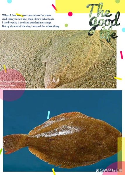 比目鱼图片大全_比目鱼为什么两只眼睛长在一侧