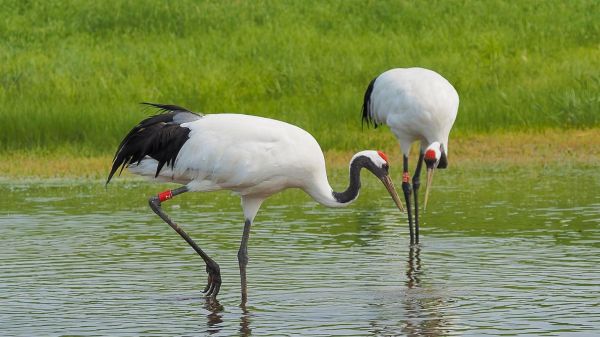 鹤的图片大全_鹤有哪些种类