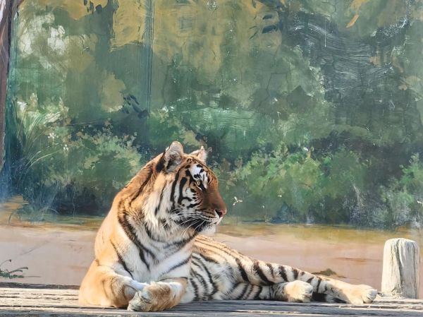 梦到狮子老虎是什么意思_梦见狮子老虎攻击我怎么办