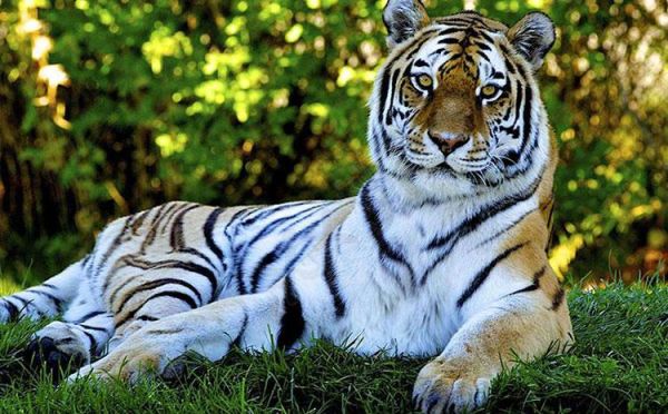 梦到狮子老虎是什么意思_梦见狮子老虎攻击我怎么办