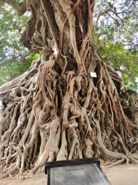 榕树图片大全大图_榕树高清图片怎么拍