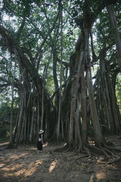 榕树图片大全大图_榕树高清图片怎么拍