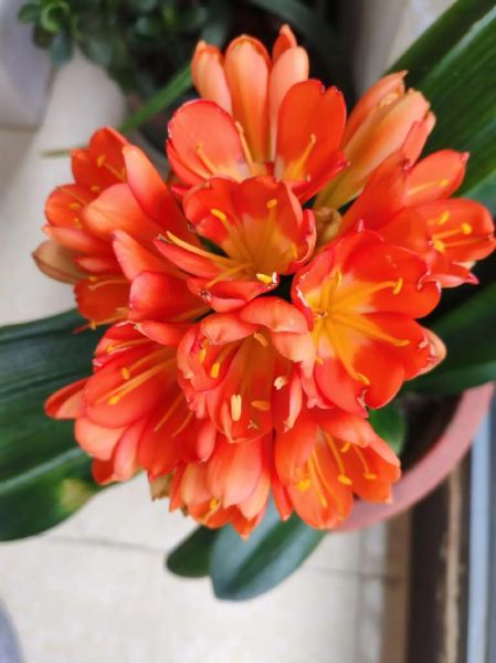 君子兰图片大全大图_如何挑选高清君子兰品种