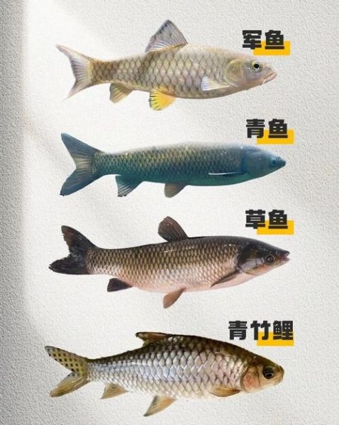 鱼类图片大全_如何分辨淡水鱼与海水鱼