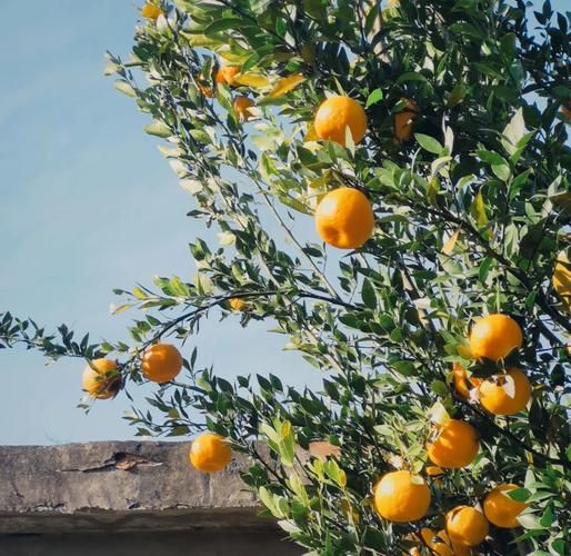 梦到橘子是什么意思_梦见橘子树预示什么