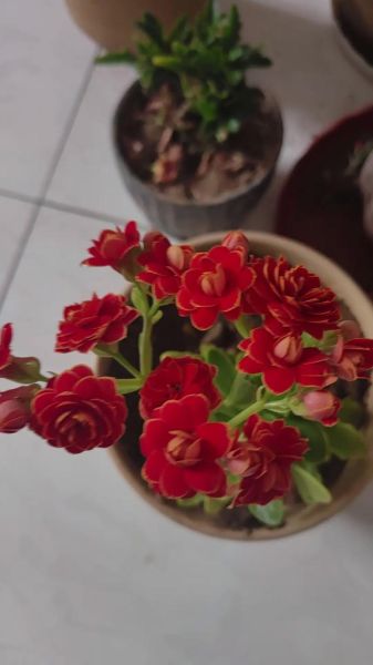 梦到栽花是什么意思_梦到栽花预示着什么