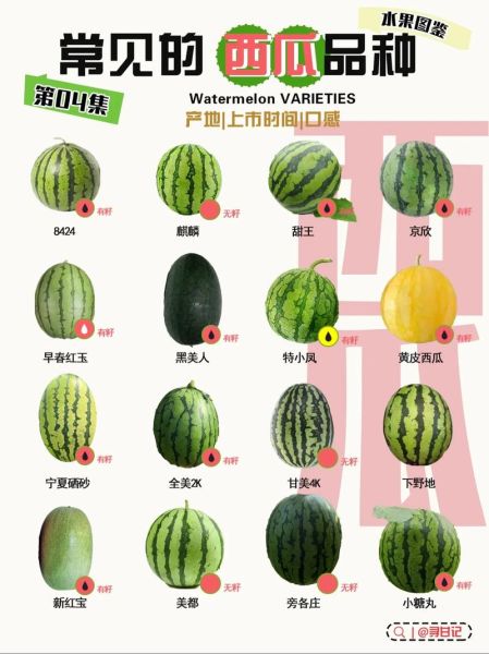 瓜的图片大全_如何快速识别常见瓜类