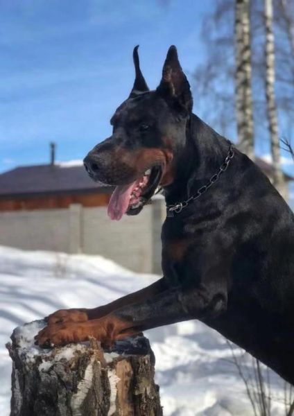 杜宾犬图片大全_杜宾犬有几种颜色