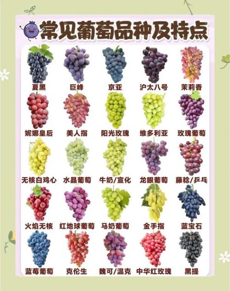 宝宝多大可以吃葡萄_葡萄怎么给宝宝吃才安全