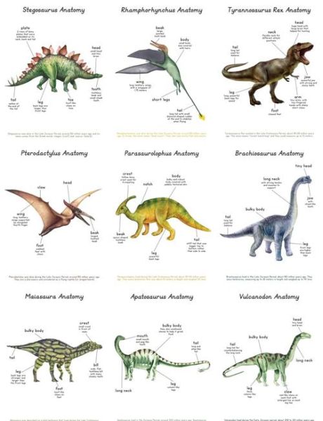 儿童恐龙图片大全大图_高清恐龙图鉴怎么选