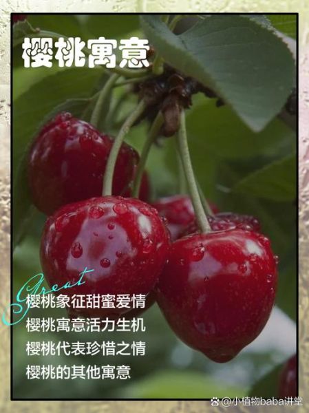 梦到樱桃是什么意思_梦见樱桃是胎梦吗