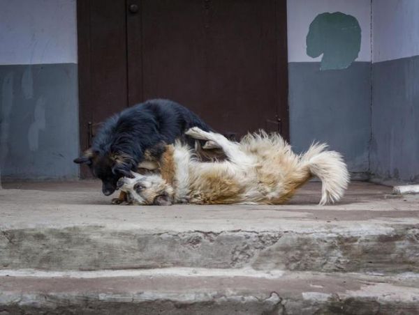 动物性本能_迅雷下载安全吗