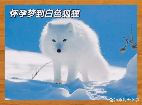 怀孕梦到狐狸是什么意思_怀孕梦见狐狸生男生女