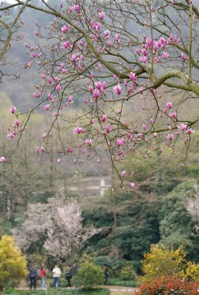 春景图片大全哪里找_如何挑选高清春景图